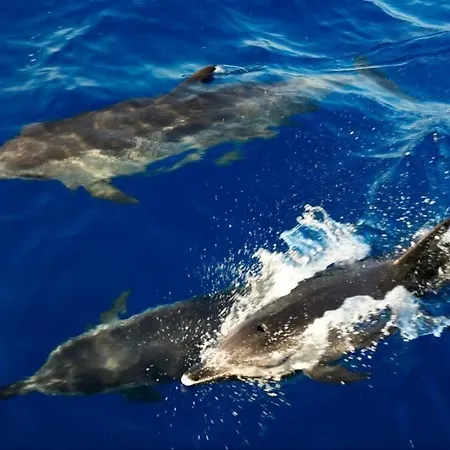 Hortas - Modern At Silvercoast - Portugal Salir de Porto